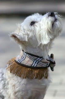 Fifiany & Co. Burberry Pet Accessories for Dogs and Cats