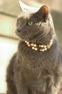 Fifiany & Co. Pet Pearl Collar for Cats and Dogs 
