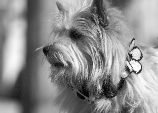 Fifiany & Co. Designer Pet Collars for Dogs and Cats 